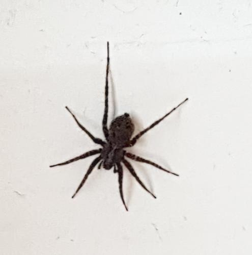Pardosa sp.